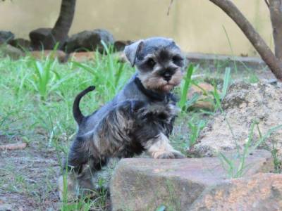 SCHNAUZER MINIATURA FMEA LINDSSIMA SAL E PIMENTA TAJJ MAHALL  MICROCHIPADA  CURITIBA  DISPONVEL