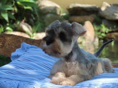 SCHNAUZER MINIATURA FMEA LINDA  SAL E PIMENTA TAJJ MAHALL  MICROCHIPADA  CURITIBA  DISPONVEL