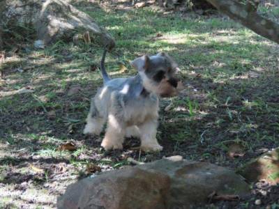 SCHNAUZER MINIATURA FMEA LINDA  SAL E PIMENTA TAJJ MAHALL  MICROCHIPADA  CURITIBA  DISPONVEL