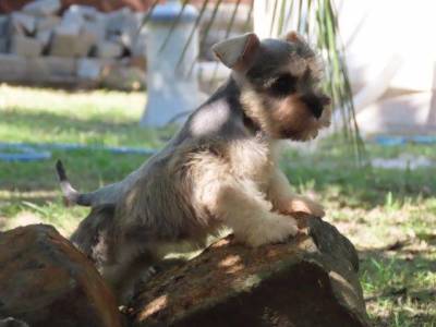 SCHNAUZER MINIATURA FMEA LINDA  SAL E PIMENTA TAJJ MAHALL  MICROCHIPADA  CURITIBA  DISPONVEL