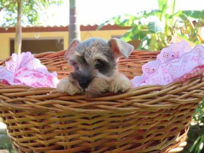 SCHNAUZER MINIATURA FMEA LINDA  SAL E PIMENTA TAJJ MAHALL  MICROCHIPADA  CURITIBA  DISPONVEL