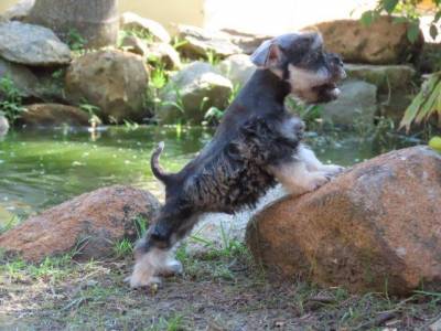 SCHNAUZER MINIATURA FILHOTE MACHO LINDO  SAL E PIMENTA TAJJ MAHALL  MICROCHIPADO CURITIBA  VACINAS