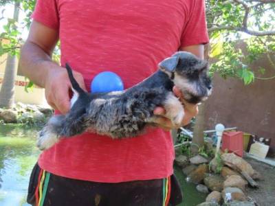 SCHNAUZER MINIATURA FILHOTE MACHO LINDO  SAL E PIMENTA TAJJ MAHALL  MICROCHIPADO CURITIBA  VACINAS