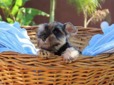 SCHNAUZER MINIATURA FILHOTE MACHO LINDO  SAL E PIMENTA TAJJ MAHALL  MICROCHIPADO CURITIBA  VACINAS