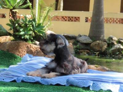 SCHNAUZER MINIATURA FILHOTE MACHO LINDO  SAL E PIMENTA TAJJ MAHALL  MICROCHIPADO CURITIBA  VACINAS