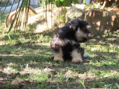 SCHNAUZER MINIATURA FILHOTE MACHO LINDO  SAL E PIMENTA TAJJ MAHALL  MICROCHIPADO CURITIBA  VACINAS