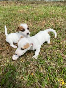 GRACINHAS DE JACKS CRIADOS POR MDICA VETERINRIA FOTOS REAIS CES LINDOS E SAUDVEIS