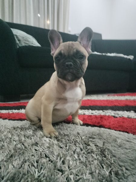 Bulldog Francs com LOP e Afixo