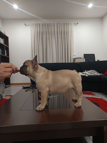 Bulldog Francs com LOP e Afixo