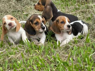 ALEGRES BEAGLES PARA ALEGRAR O SEU VERO CES LINDOS CRIAO VET