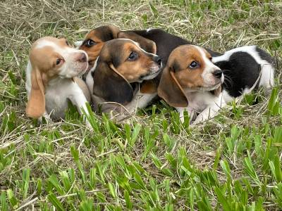 ALEGRES BEAGLES PARA ALEGRAR O SEU VERO CES LINDOS CRIAO VET