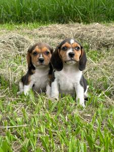 ALEGRES BEAGLES PARA ALEGRAR O SEU VERO CES LINDOS CRIAO VET