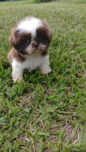 ALEGRE SUA VIDA COM UM SHIH TZ DE NOSSO CANIL CES LINDOS CRIAO VET