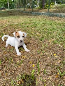 NOSSOS FILHOTES DE JACK RUSSEL SO CRIADOS POR VETERINRIA