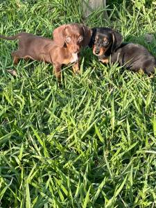 AQUI SEU TECKEL  CRIADO COM TODO AMOR E CARINHO POR MDICA VETERINRIA