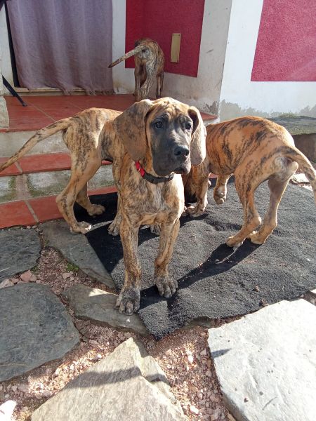 Dogue Alemão tigrado e dourado Dogue Alemão tigrado e dourado