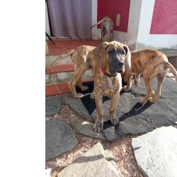 Dogue Alemo Dogue Alemo  tigrado e dourado 