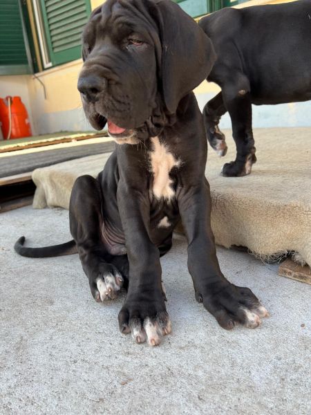 Dogue Alemo  preto de arlequim 