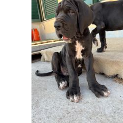 Dogue Alemo Dogue Alemo  preto de arlequim  Castelo Branco Quinta Do Anjo
