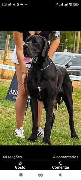 Dogue Alemo  preto de arlequim 