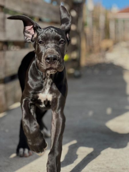 Dogue Alemão Preto Dogue Alemão Preto