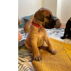 Dogue Alemo Dogue Alemo dourado  Castelo Branco Quinta Do Anjo