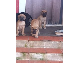 Dogue Alemo Dogue Alemo dourado 