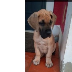 Dogue Alemo Dogue Alemo dourado 