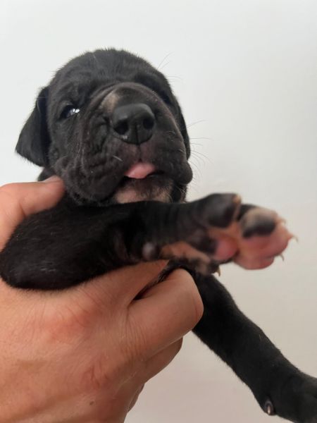 Dogue Alemo preto e merle 