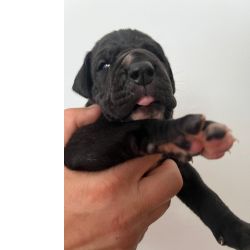 Dogue Alemo Dogue Alemo preto e merle  Castelo Branco Quinta Do Anjo