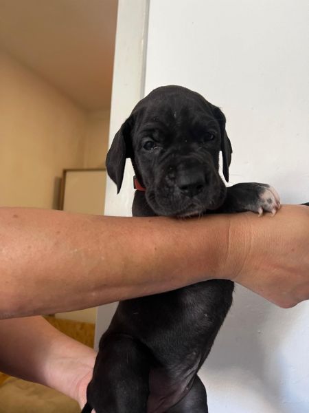Dogue Alemo preto e merle 