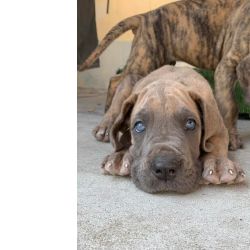 Dogue Alemo Dogue Alemo dourado e trigrado  Castelo Branco Quinta Do Anjo