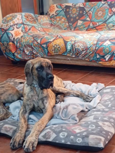 Dogue Alemão Tigrado Dogue Alemão Tigrado