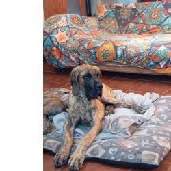 Dogue Alemo Dogue Alemo Tigrado 
