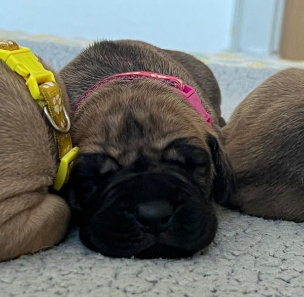 Dogue Alemo fawn  dourado 