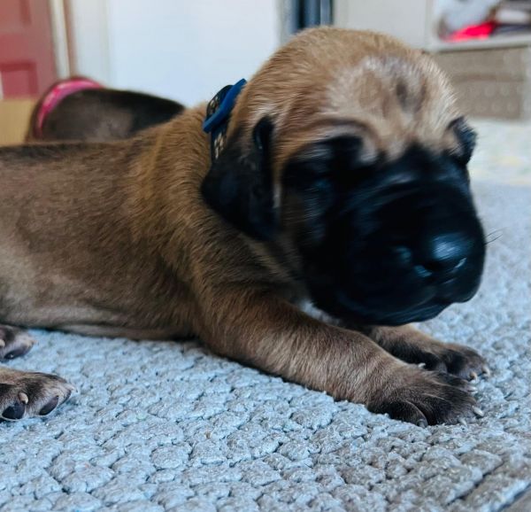 Dogue Alemo fawn  dourado 