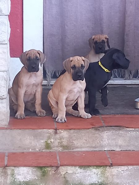 Dogue Alemo fawn  dourado 