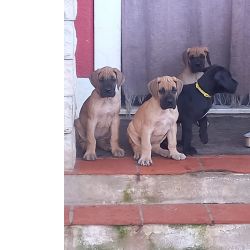 Dogue Alemo Dogue Alemo fawn  dourado  Castelo Branco Quinta Do Anjo