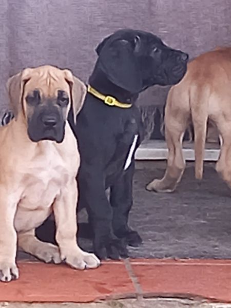 Dogue Alemo fawn  dourado 