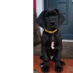 Dogue Alemo Dogue Alemo preto 