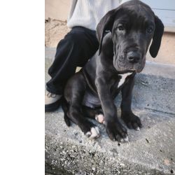 Dogue Alem�o Dogue Alem�o preto 