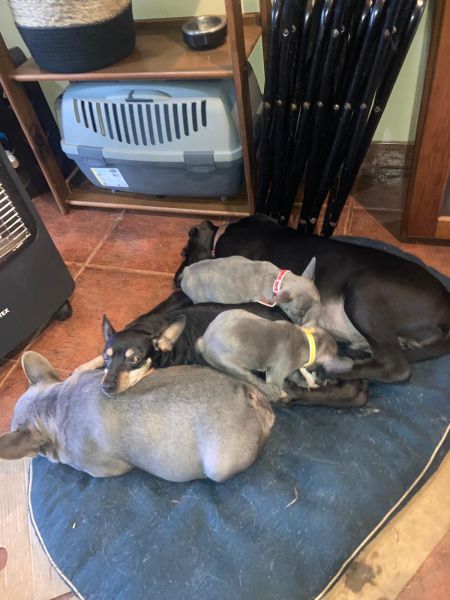 Buldogue franc�s azul 