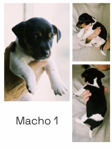 Jack Russel Terrier de plo curto