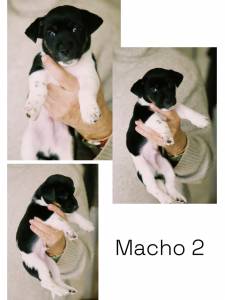 Jack Russel Terrier de plo curto