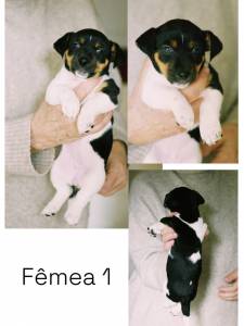 Jack Russel Terrier de plo curto