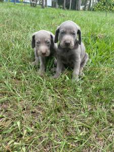 Weimaraner filhotes