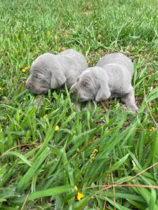 Weimaraner filhotes