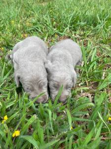 Weimaraner filhotes