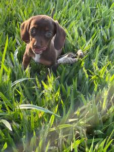 QUEM V NOSSOS FILHOTES DE TECKEL DACHSHUND  VENDA FECHA NEGCIO CRIAO VETERINRIA