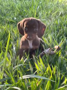 QUEM V NOSSOS FILHOTES DE TECKEL DACHSHUND  VENDA FECHA NEGCIO CRIAO VETERINRIA